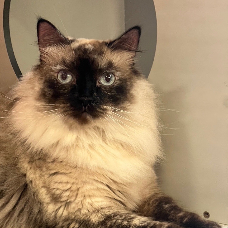 Lucya, an adoptable Ragdoll in Sarasota, FL, 34243 | Photo Image 2