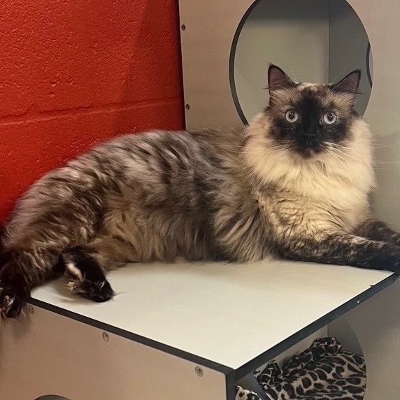 Lucya, an adoptable Ragdoll in Sarasota, FL, 34243 | Photo Image 3