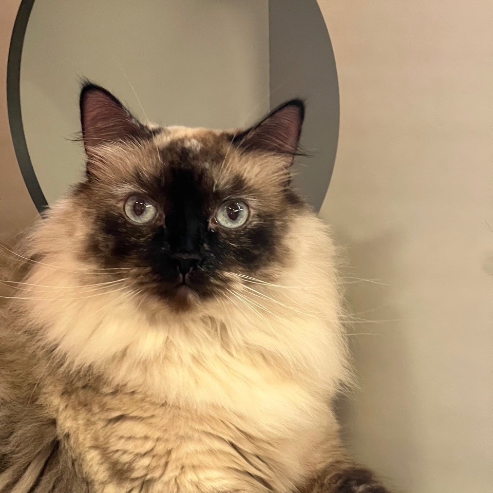 Lucya, an adoptable Ragdoll in Sarasota, FL, 34243 | Photo Image 4