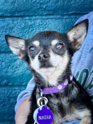 *NADIA BEETLEJUICE, Senior Female Chihuahua
