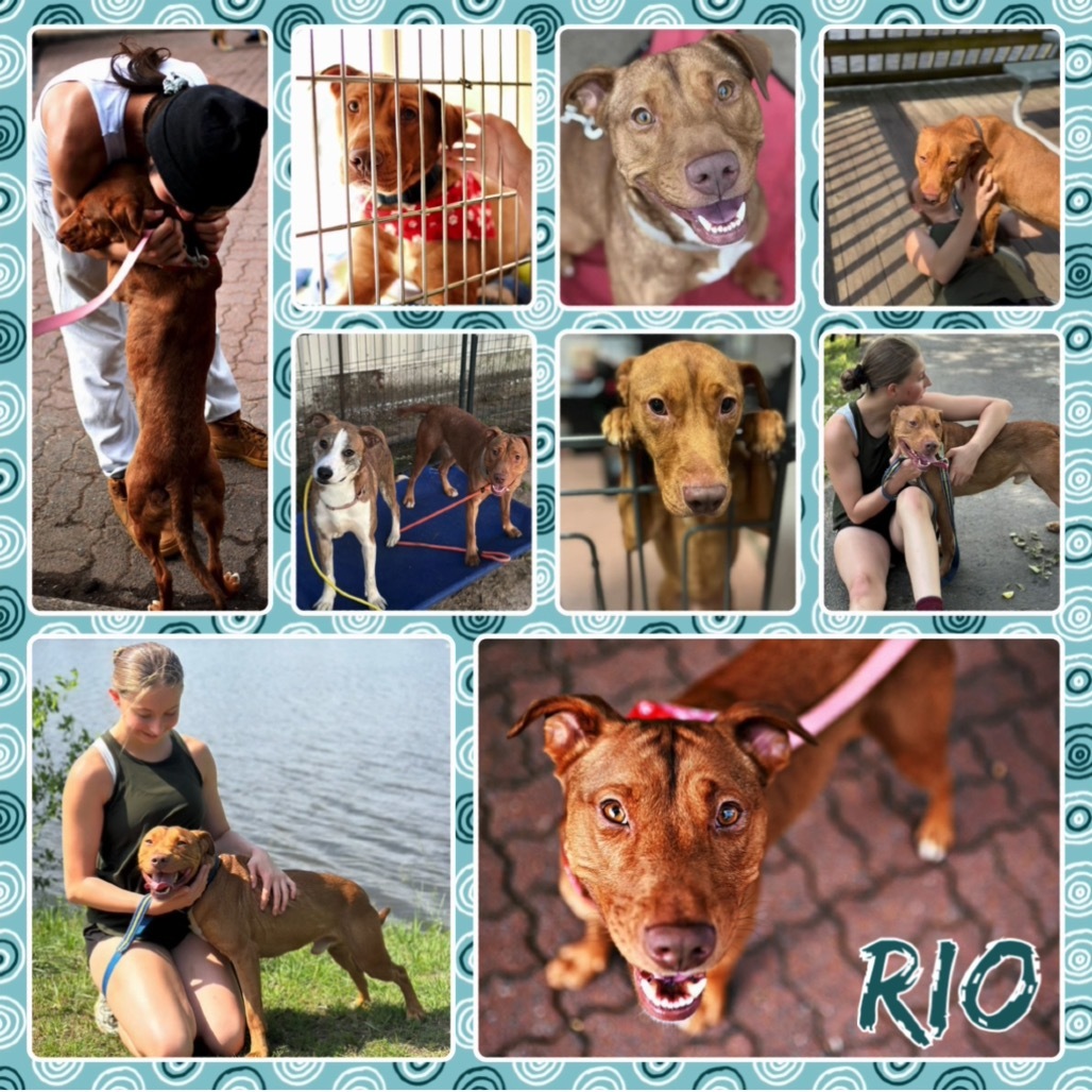 Rio