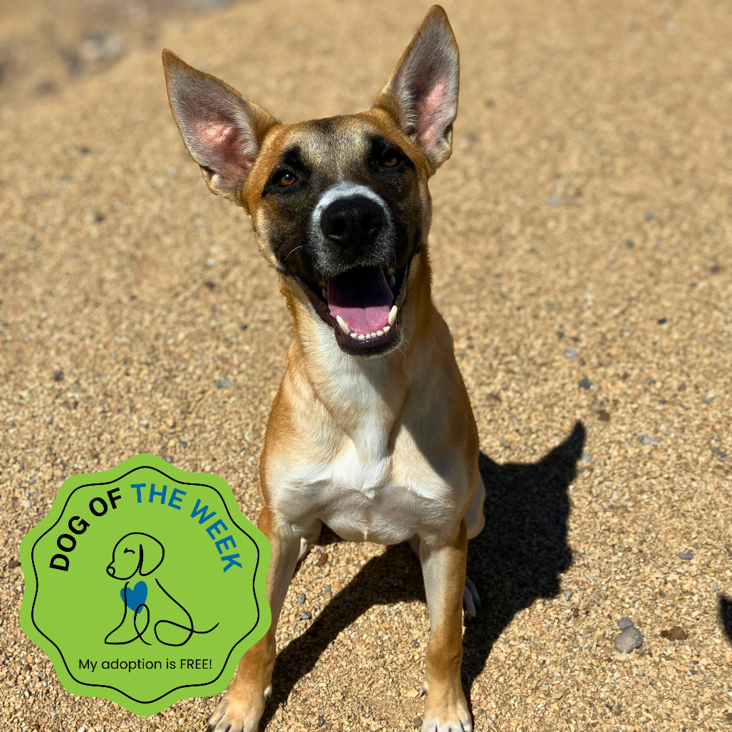 Dexter, an adoptable Mixed Breed in Las Cruces, NM, 88012 | Photo Image 1