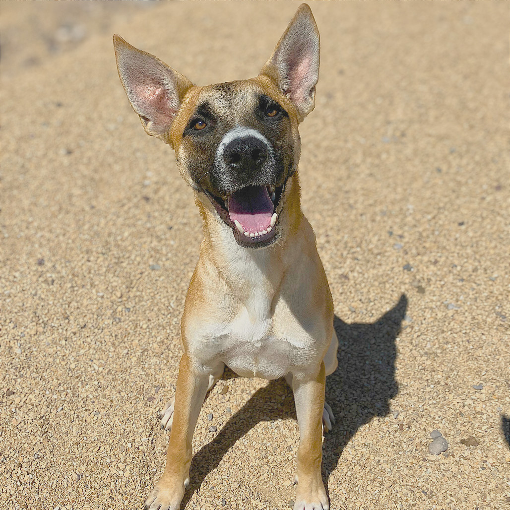 Dexter, an adoptable Mixed Breed in Las Cruces, NM, 88012 | Photo Image 1