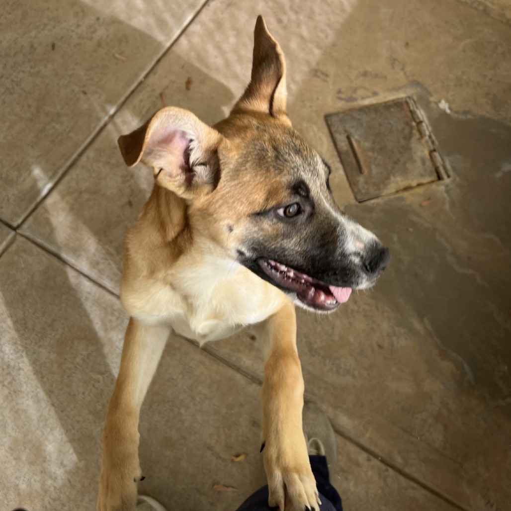 Dexter, an adoptable Mixed Breed in Las Cruces, NM, 88012 | Photo Image 2