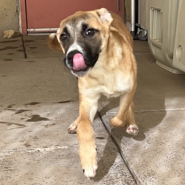 Dexter, an adoptable Mixed Breed in Las Cruces, NM, 88012 | Photo Image 3