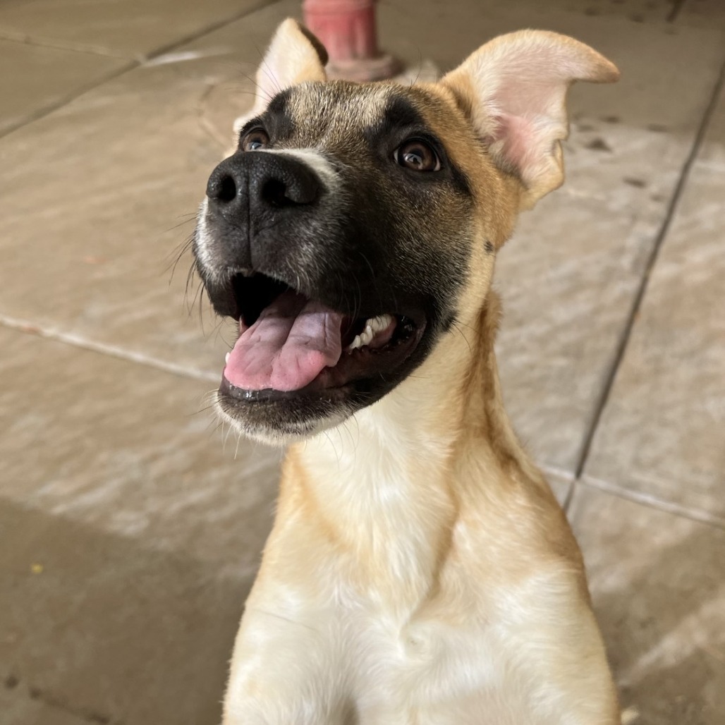 Dexter, an adoptable Mixed Breed in Las Cruces, NM, 88012 | Photo Image 4