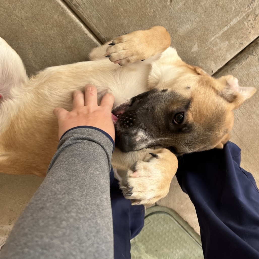 Dexter, an adoptable Mixed Breed in Las Cruces, NM, 88012 | Photo Image 5