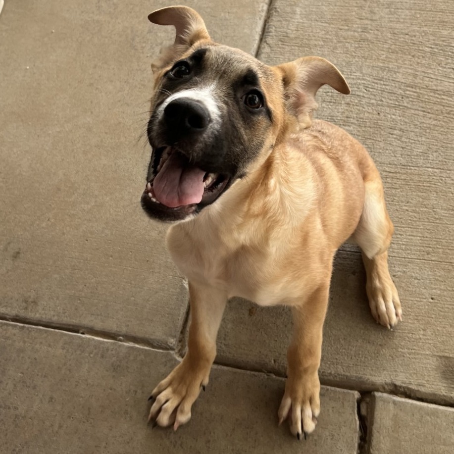 Dexter, an adoptable Mixed Breed in Las Cruces, NM, 88012 | Photo Image 3