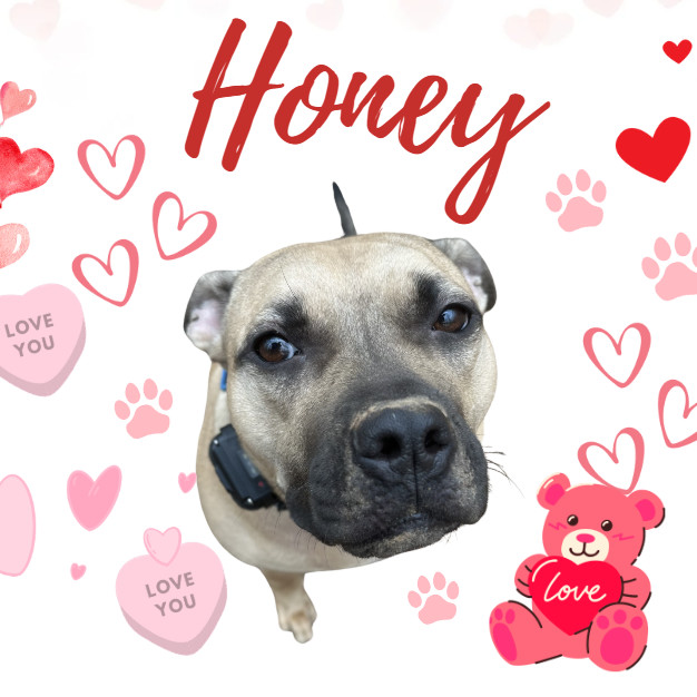Honey 24-0140