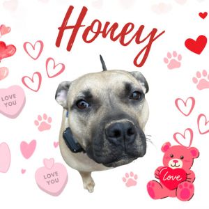 Honey 24-0140, Adult Female unknown
