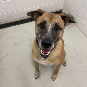 Opie, Adult Male German Shepherd Dog
