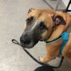Opie photo 2