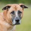 Opie photo 5