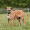 Opie photo 6