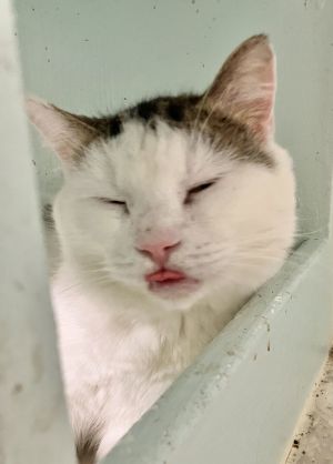 Walter, Adult Male Tabby