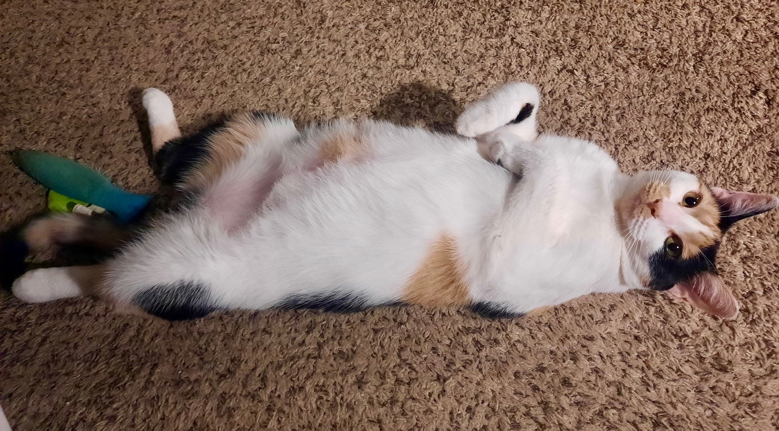 Callie