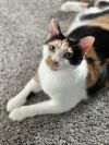 Callie photo 1