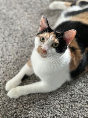 Callie, Young Female Domestic Short Hair