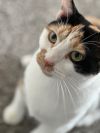 Callie photo 2