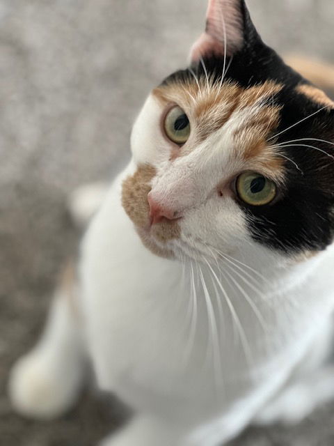 Callie
