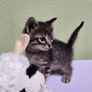 Thing 2, Young Female Domestic Short Hair