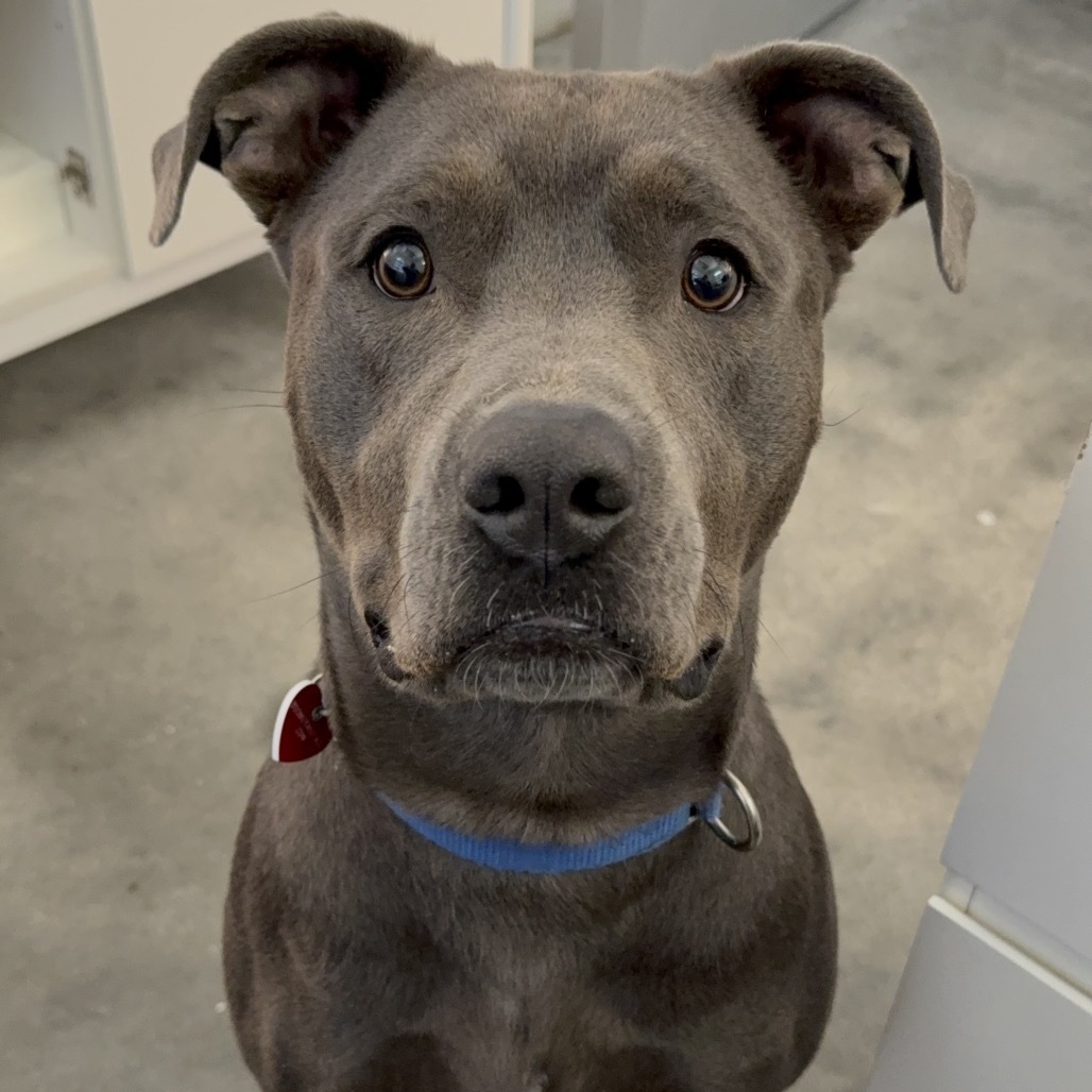 Grey A5671708