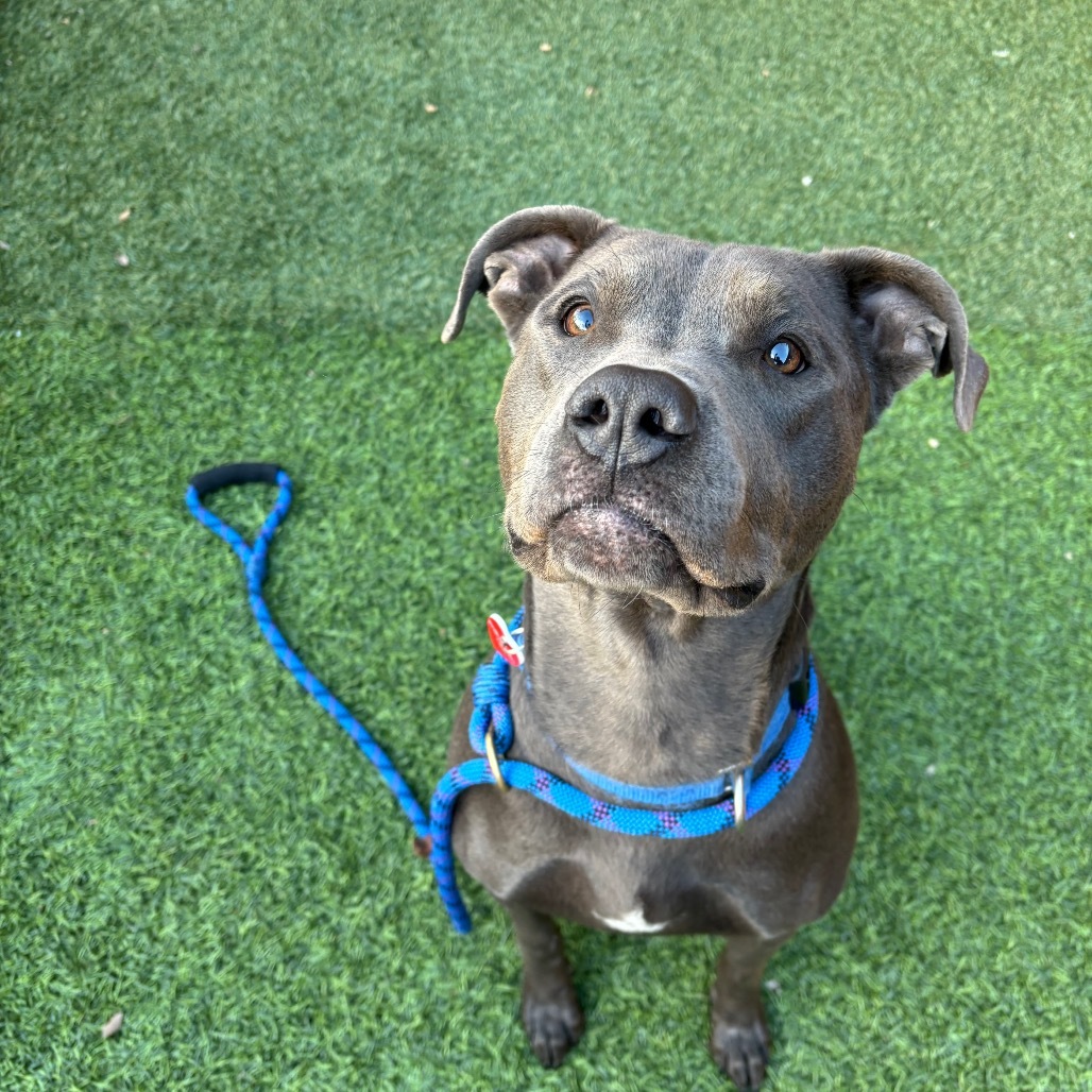 Grey A5671708