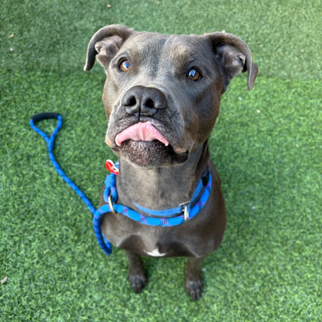 Grey A5671708