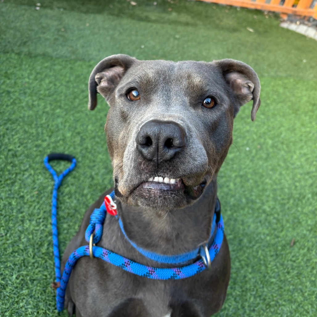 Grey A5671708