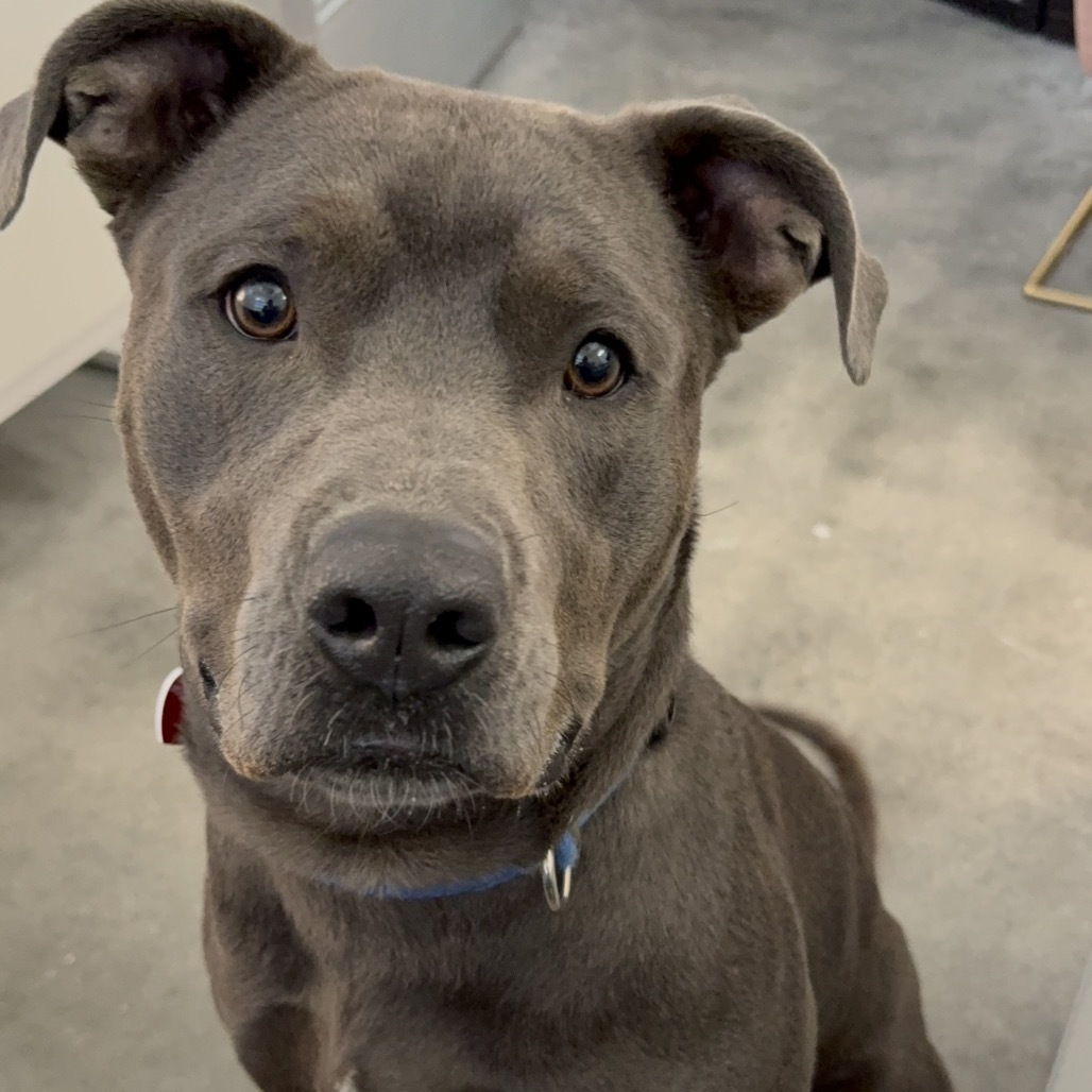 Grey A5671708