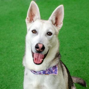Hi there my name is Ekko Im a neutered 10-month-old Husky Shepherd mix that currently weighs 6