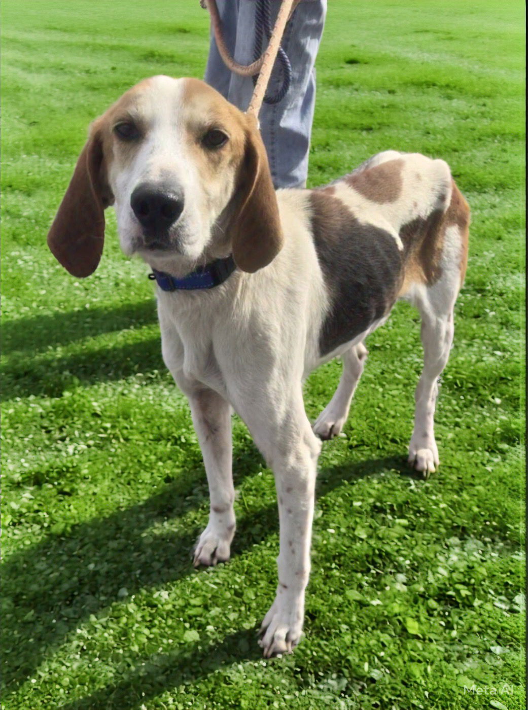 Gulliver: At the shelter