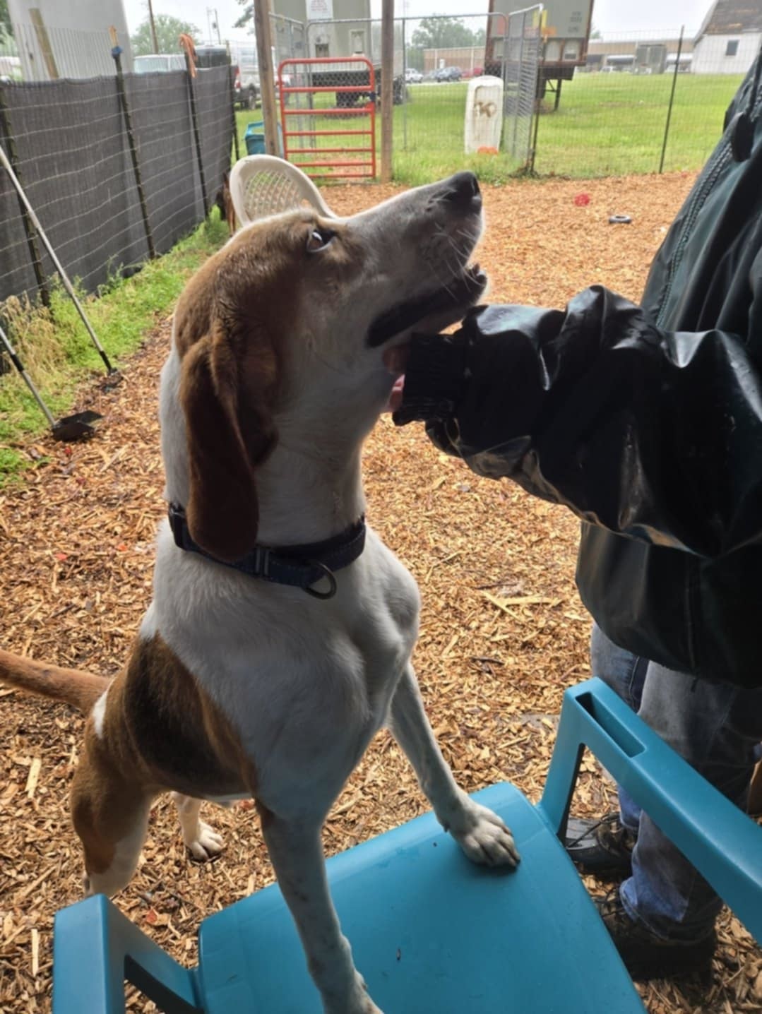 Gulliver: At the shelter
