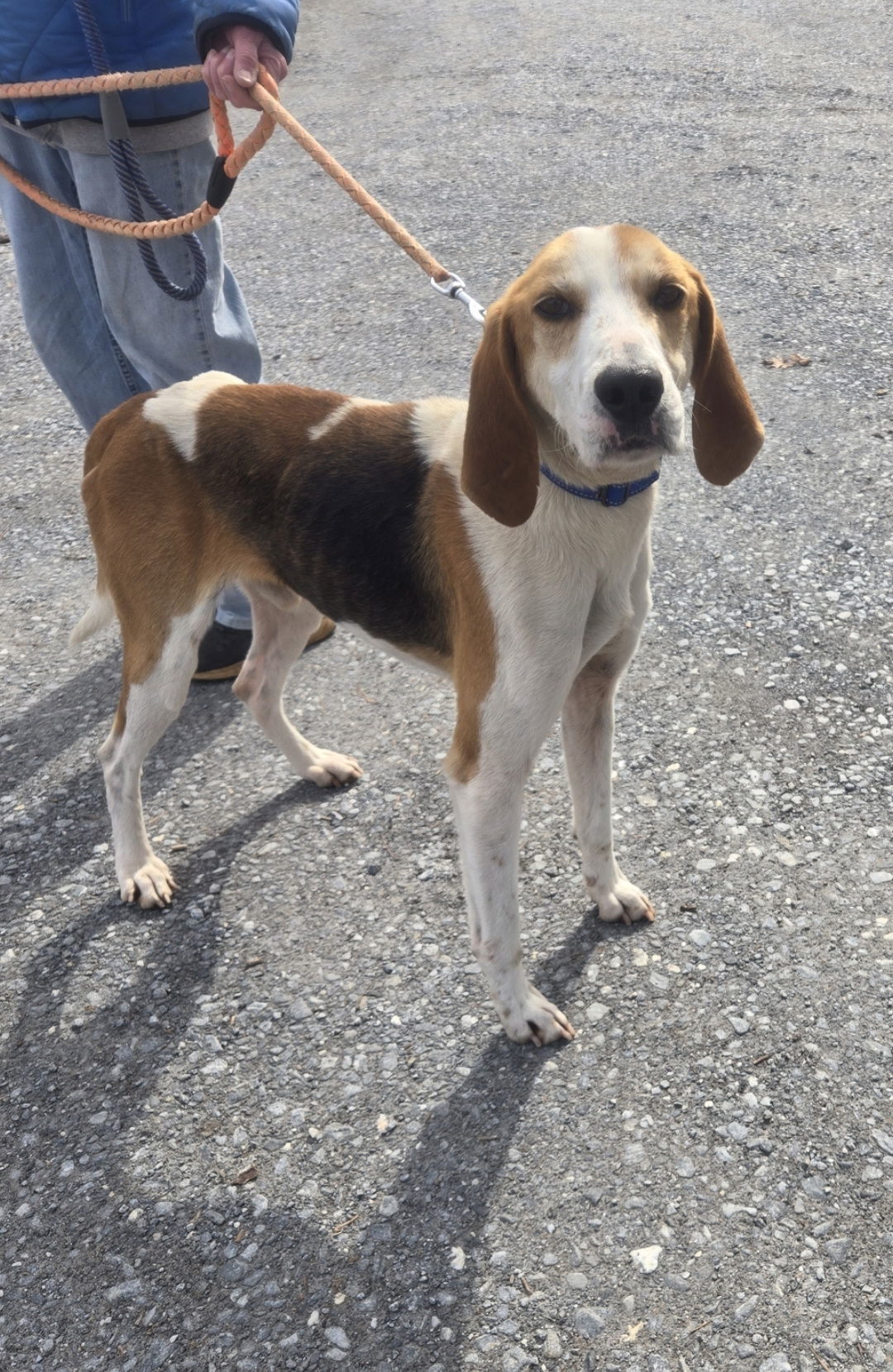 Gulliver: At the shelter
