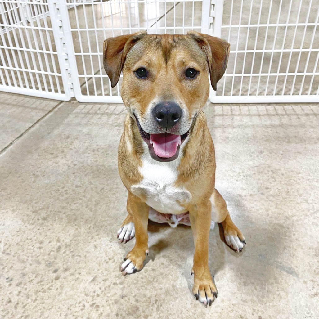 Blake, adoptable, Young Male Rhodesian Ridgeback & Hound.