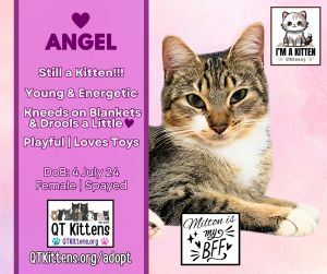 Angel, Young Female Domestic Short Hair