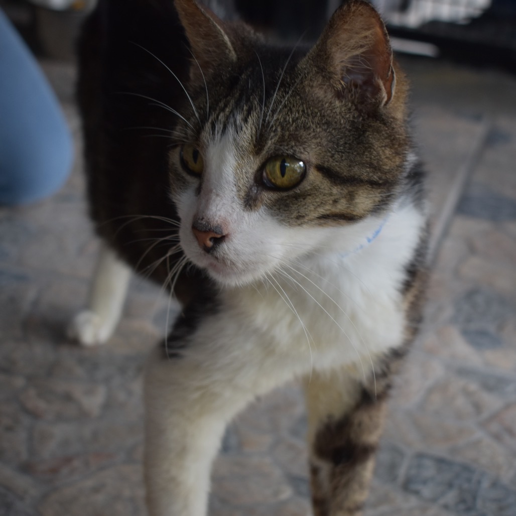 Wilson