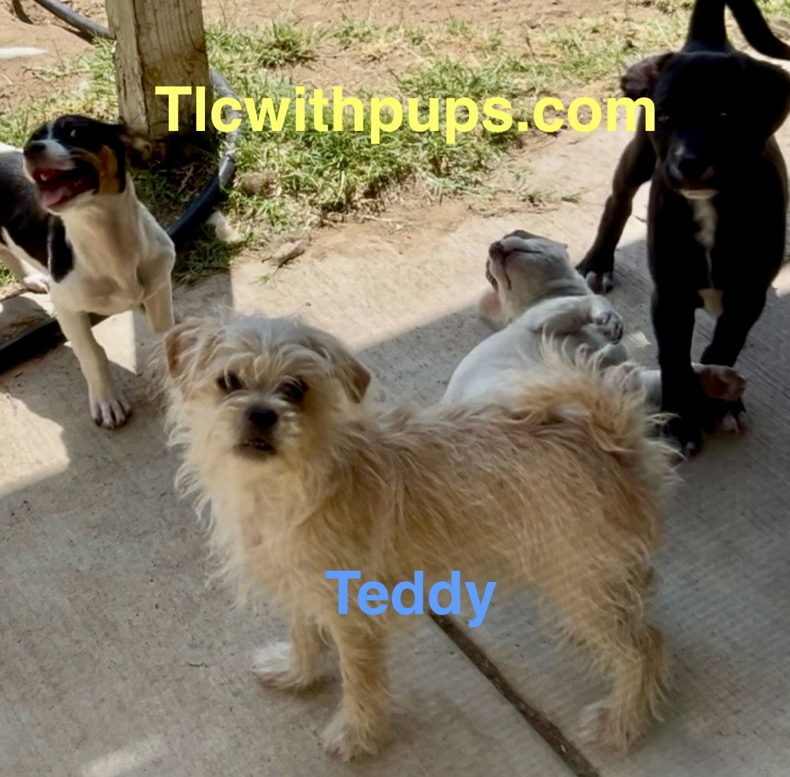 !Teddy