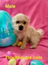 !Teddy photo 3
