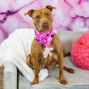 Tootie (Sponsored), Adult Female Pit Bull Terrier