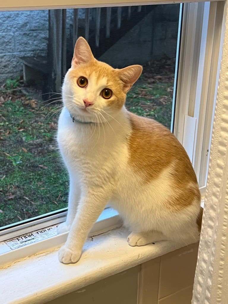 Copper, an adoptable American Bobtail in Hoover , AL, 35226 | Photo Image 1