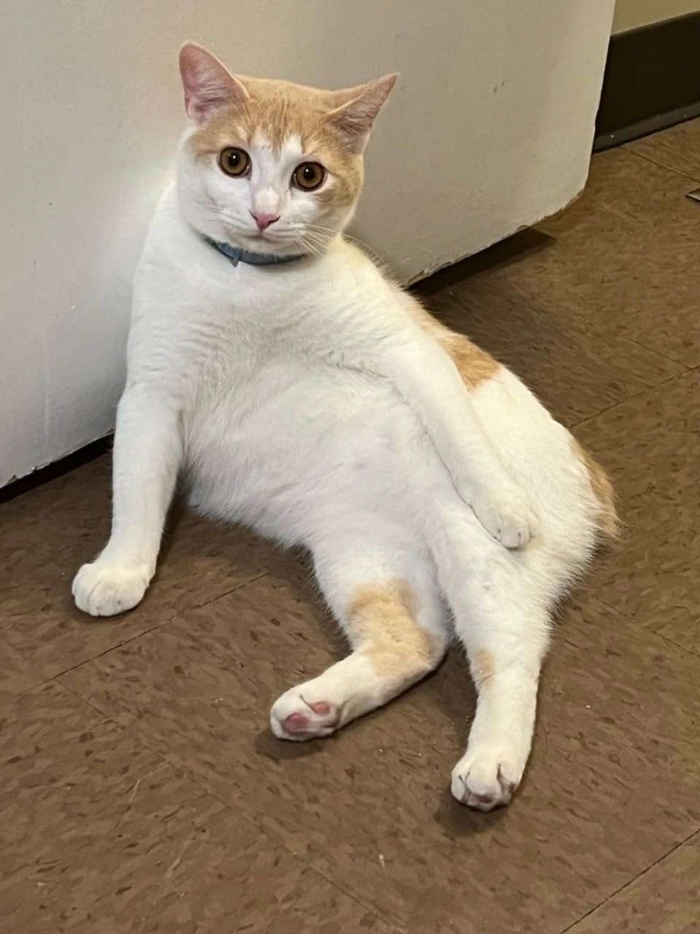 Copper, an adoptable American Bobtail in Hoover , AL, 35226 | Photo Image 2