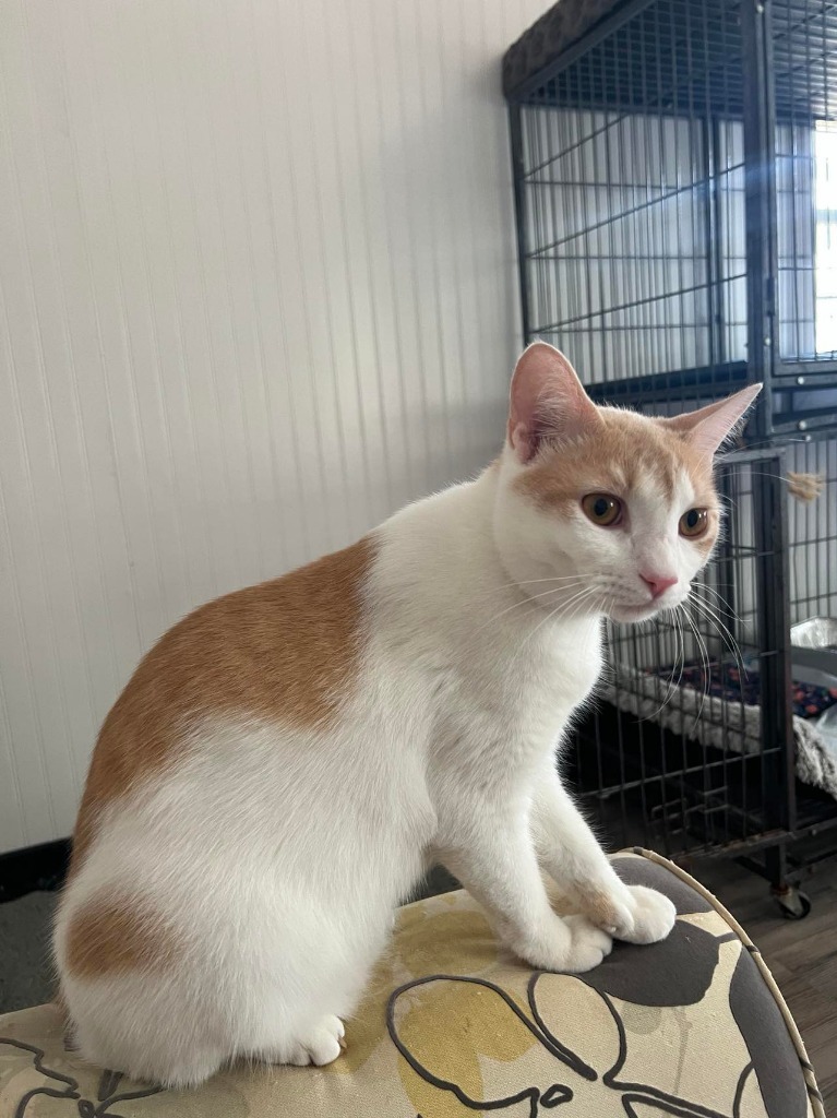 Copper, an adoptable American Bobtail in Hoover , AL, 35226 | Photo Image 3