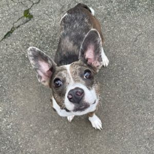 This 2-year-old 12-pound boy is a loving busy and loyal companion looking for a patient and under
