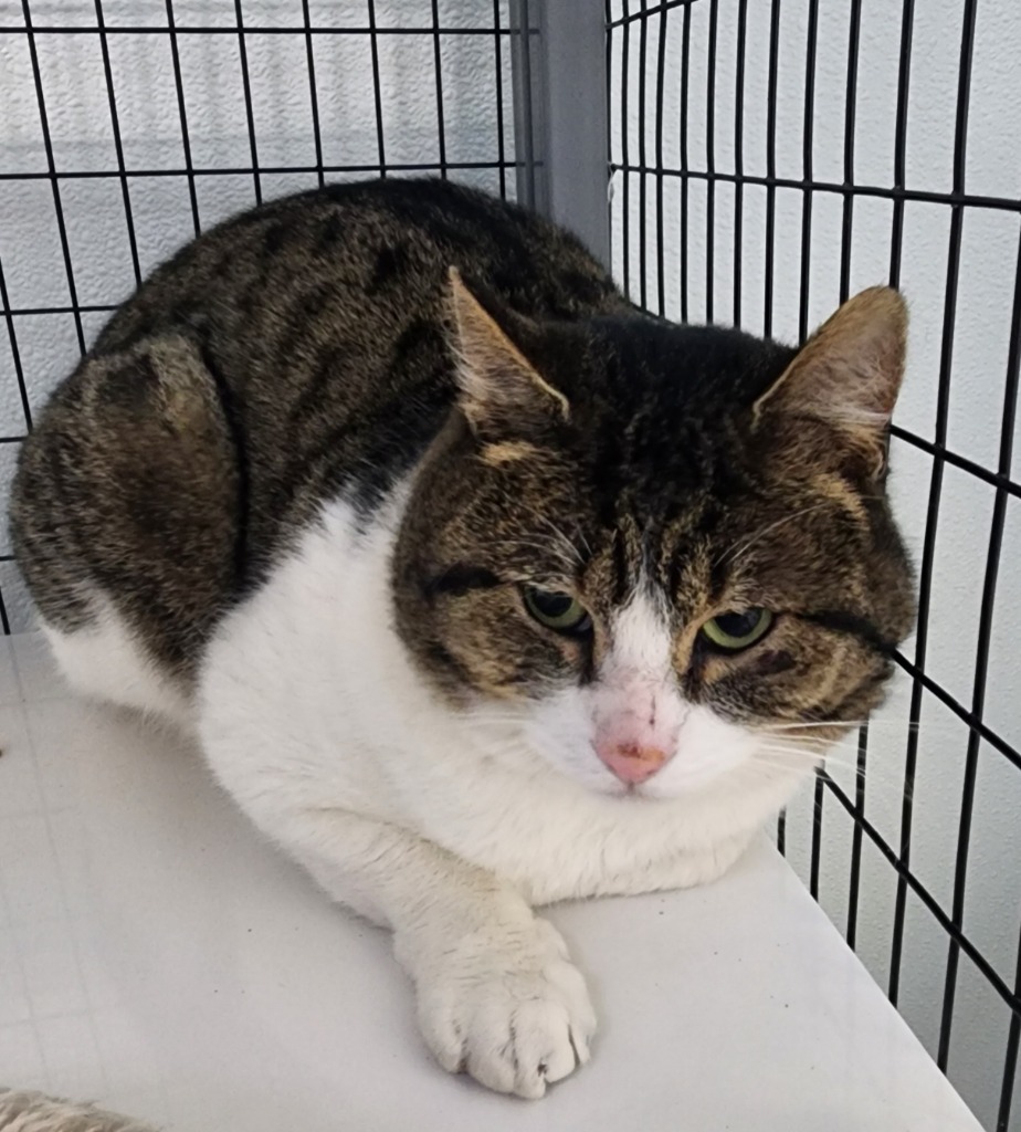 Beavis, an adoptable Domestic Short Hair in Gold Beach, OR, 97444 | Photo Image 1