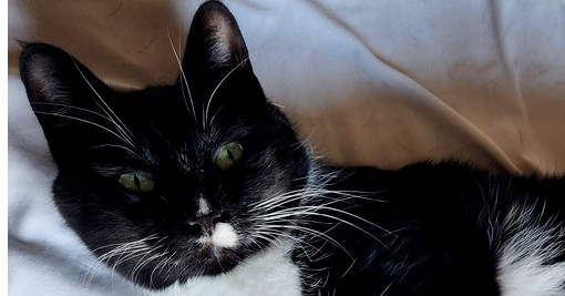 Carolyn's Sheila aka She-She, an adoptable Domestic Short Hair in Los Lunas, NM, 87031 | Photo Image 1