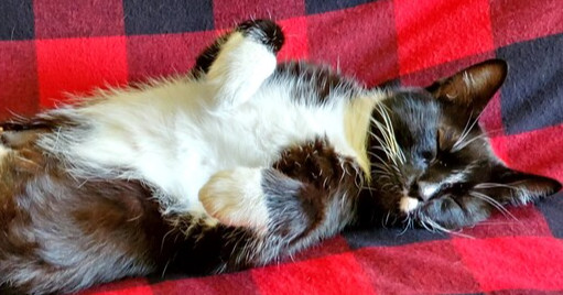 Carolyn's Sheila aka She-She, an adoptable Domestic Short Hair in Los Lunas, NM, 87031 | Photo Image 2