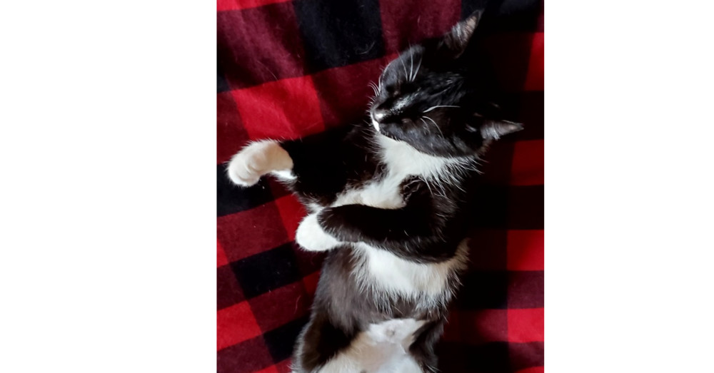 Carolyn's Sheila aka She-She, an adoptable Domestic Short Hair in Los Lunas, NM, 87031 | Photo Image 3