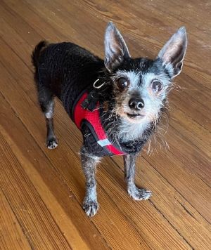 Bruno, Senior Male Chihuahua