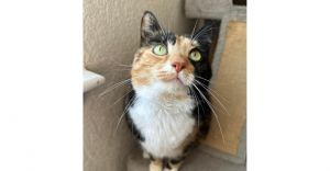 Leela, Adult Female Domestic Medium Hair